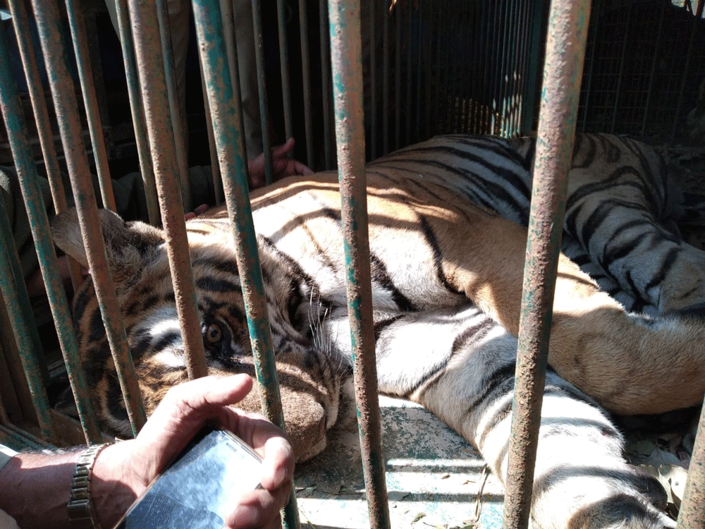 'Killer tiger' captured from DB Kuppe Forest range