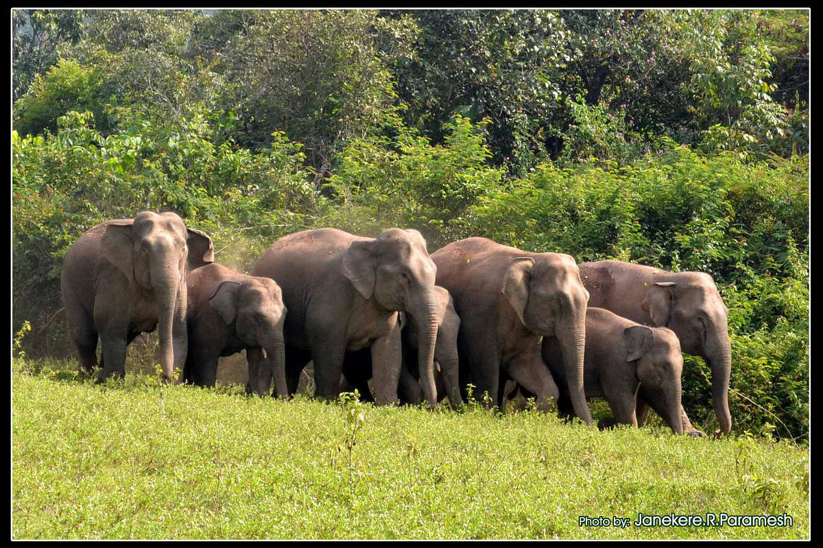 Elephant corridor in Malnad yet to become a reality