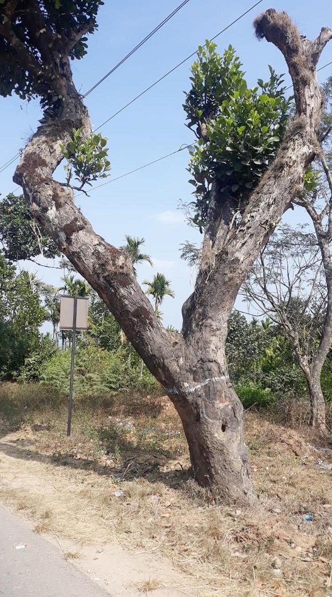 432 trees to be axed