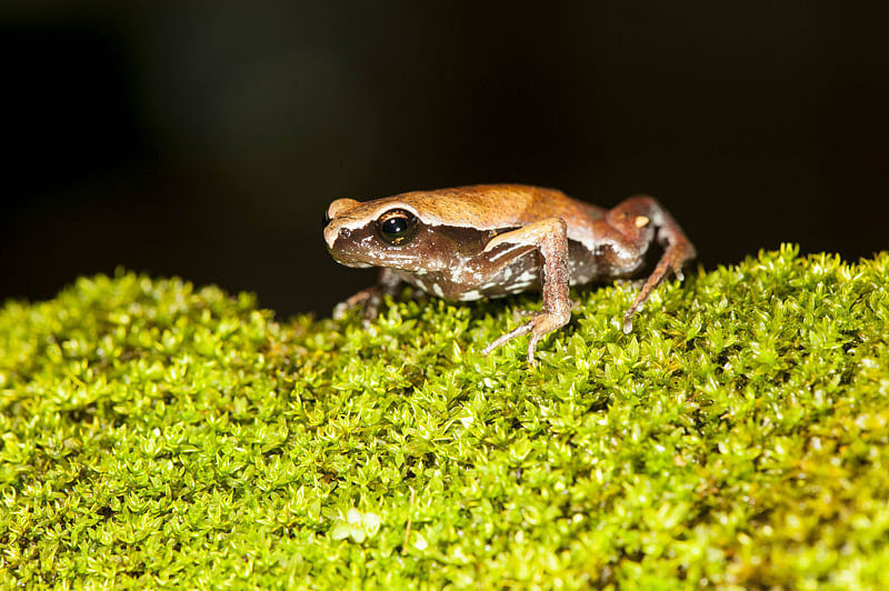 Scientists discover mystery frog in the Western Ghats