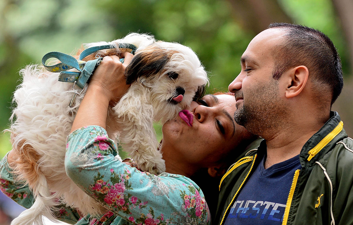 Backlash forces BBMP to review dog ownership rules