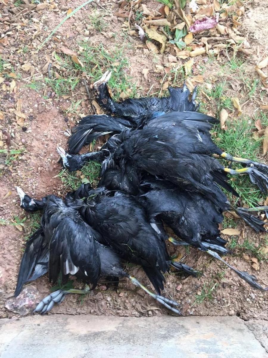 BBMP suspects avian flu for death of Common Coot