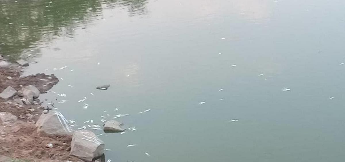 Hundreds of dead fish floating in Munnekolala Lake