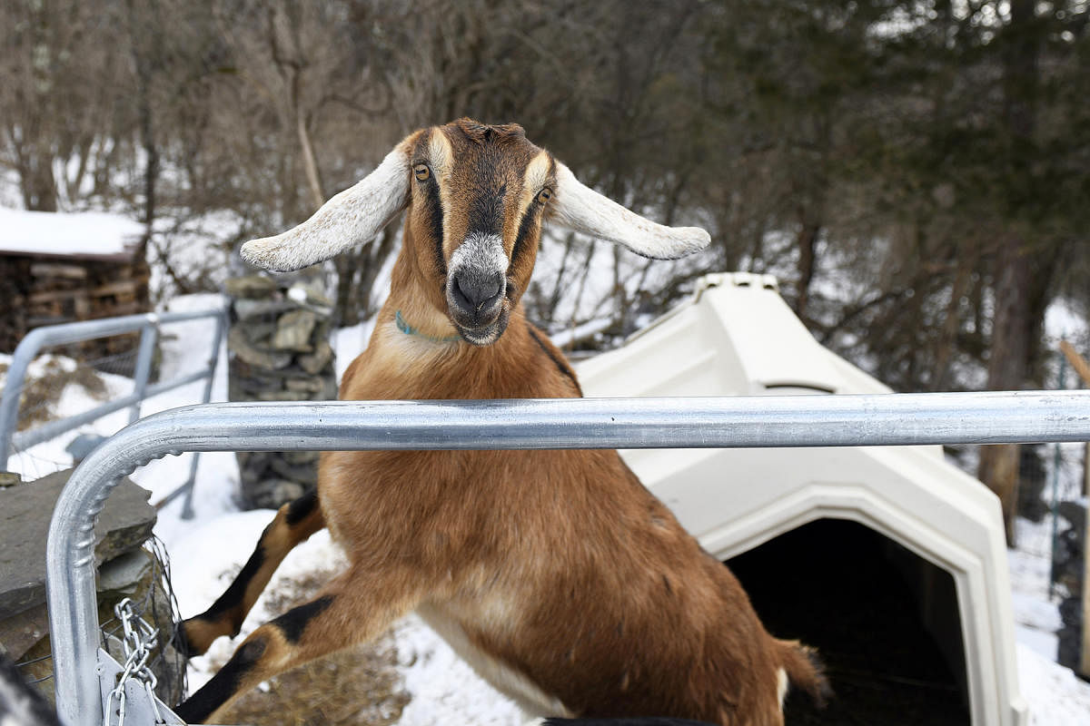 Got to be kidding! US town elects goat 'mayor'