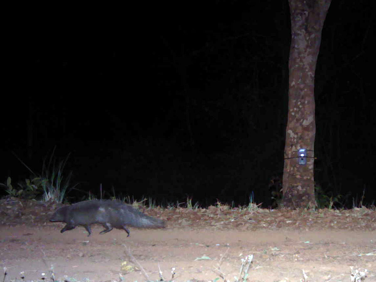 Rare mongoose spotted at Biligiri Tiger Reserve