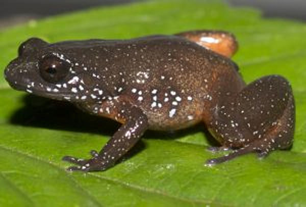 New frog species discovered in Western Ghats
