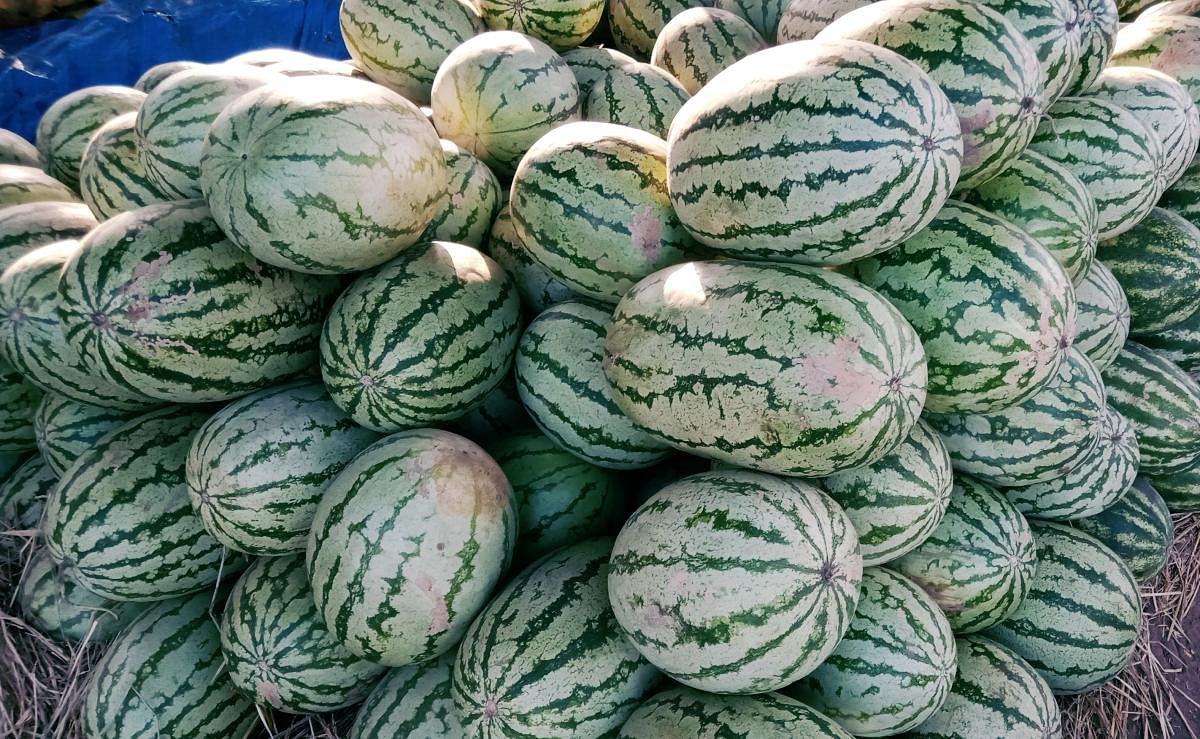 Demand for melons soar in Kadur