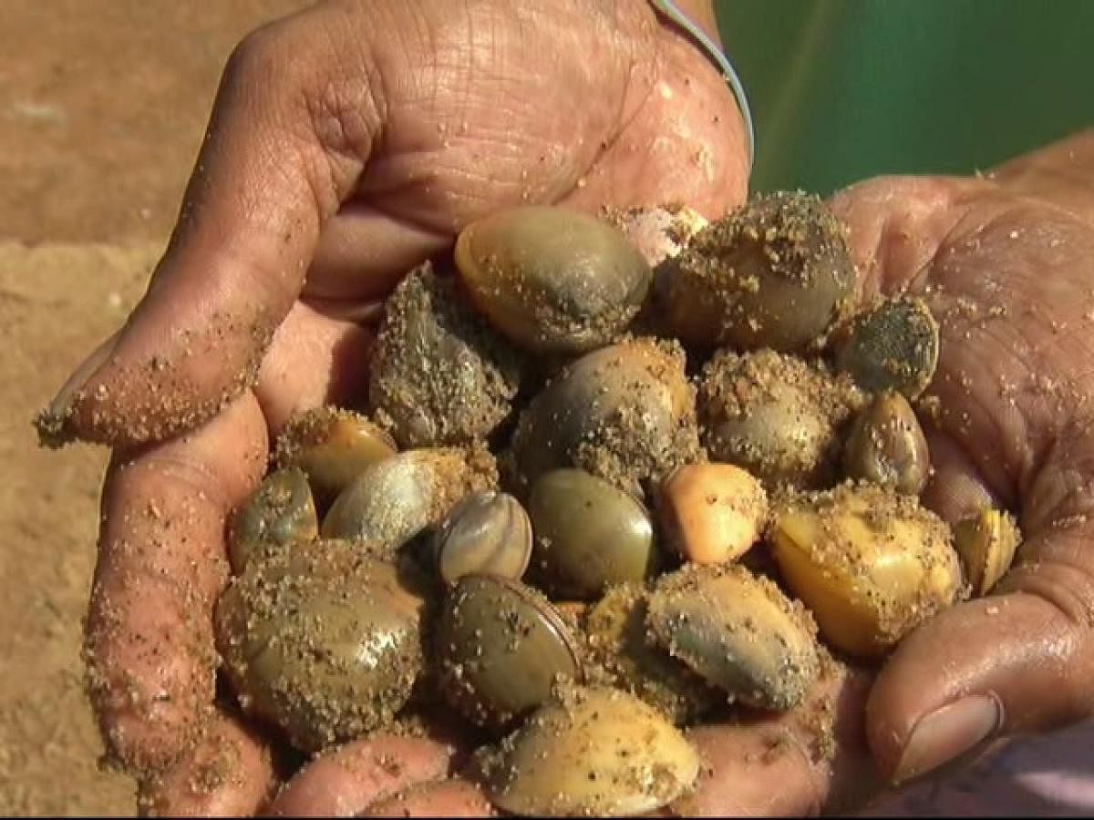 Illegal sand extraction affects clam collection