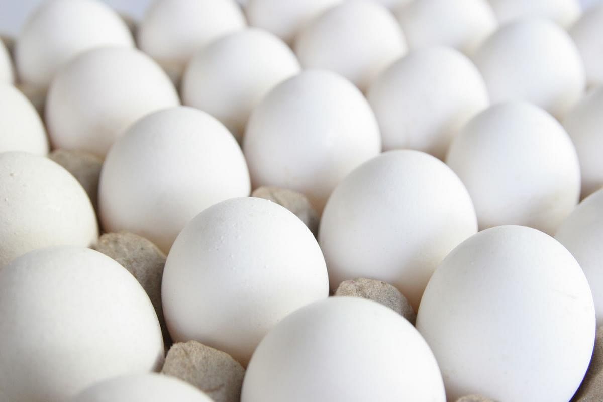 IIT scientists use eggshells to generate electricity