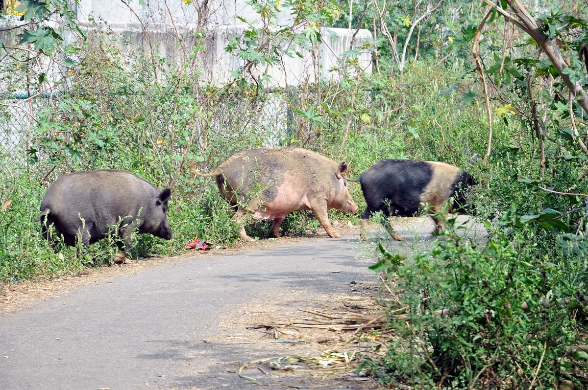 Pig menace haunts several areas in Chikkamagaluru