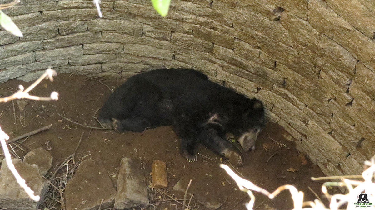 Tumakuru: Sloth bear trapped in well rescued