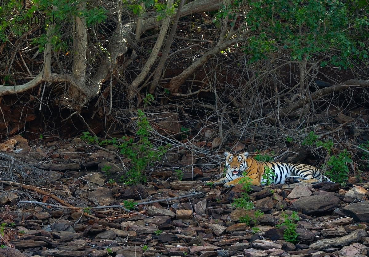 tiger