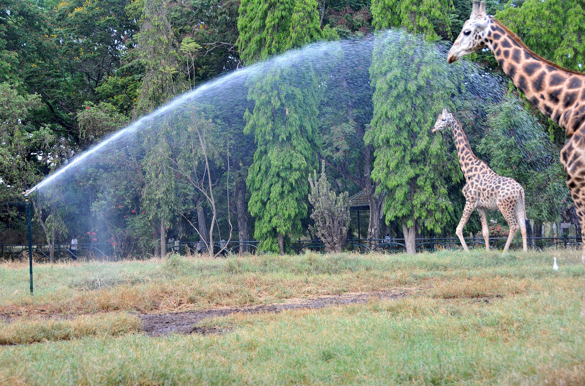 Mysuru zoo's hot favourites have a cool time, literally