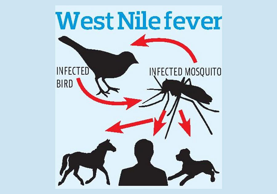 West Nile Virus: Samples sent to NIV to find source