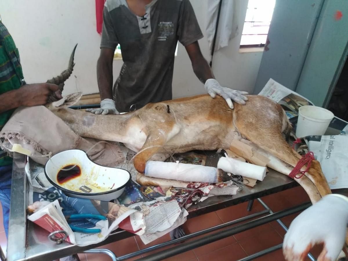 Blackbuck left with fractured limb after dog attack