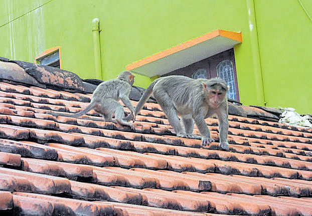 Residents pay a bomb to get rid of monkeys