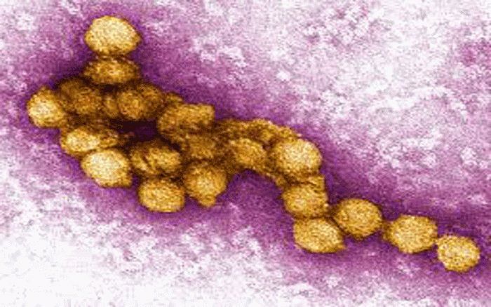 Samples test negative for West Nile virus