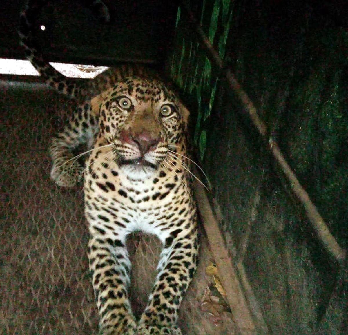 Leopard caught, released into forest