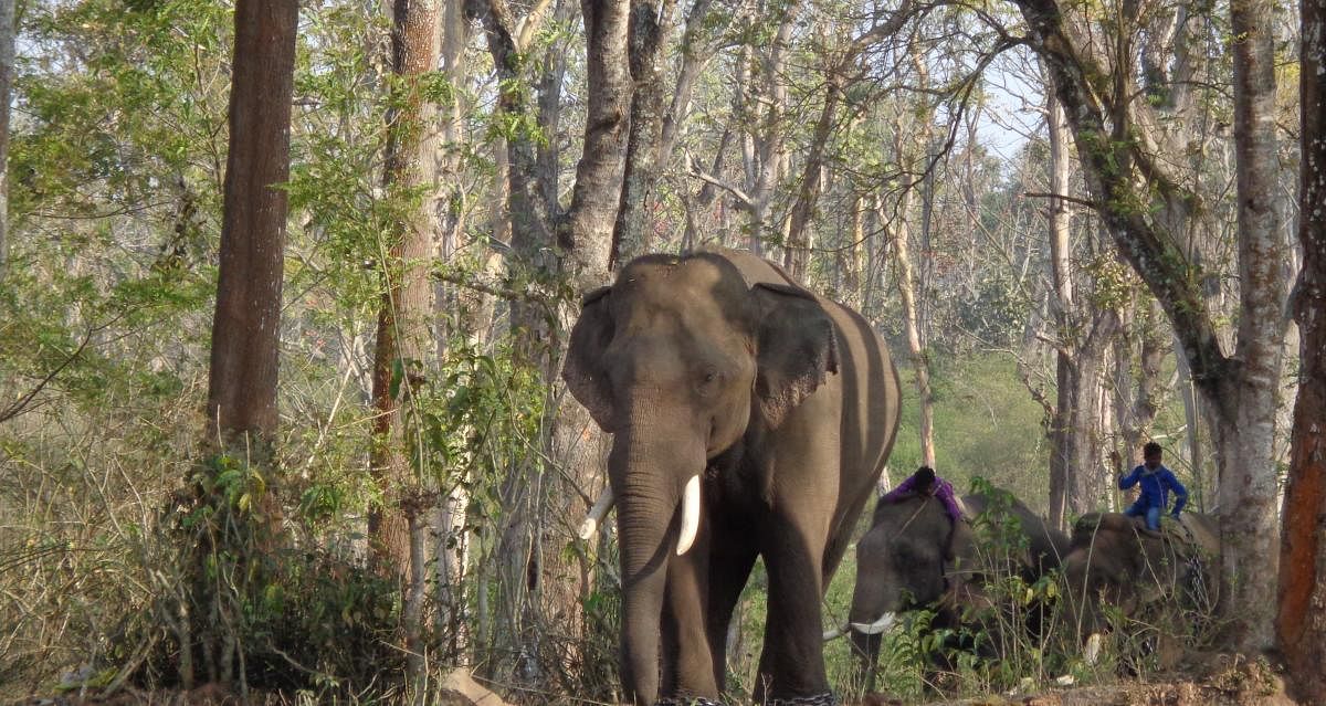 Dubare camp closed after musth elephant escapes