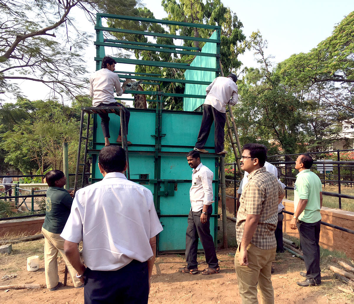 BBMP's lone giraffe to get companion only after polls