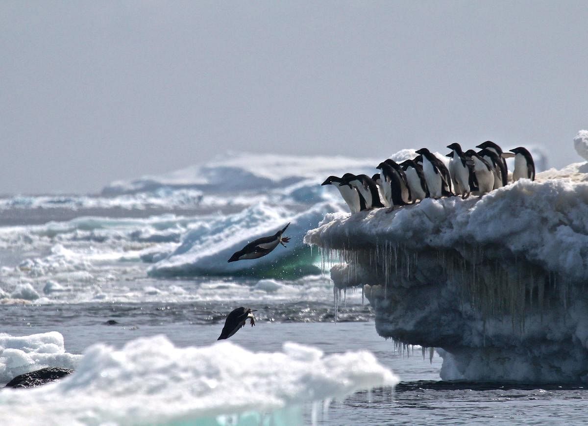 Antarctic penguins suffer catastrophic breeding failure