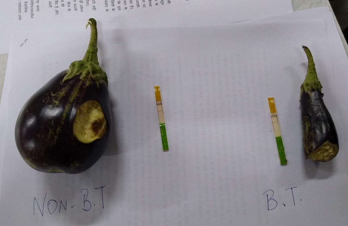 Illegal cultivation of Bt brinjal suspected in Haryana