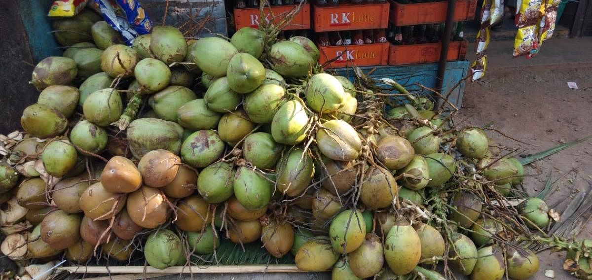 Demand goes up for tender coconut to beat heat