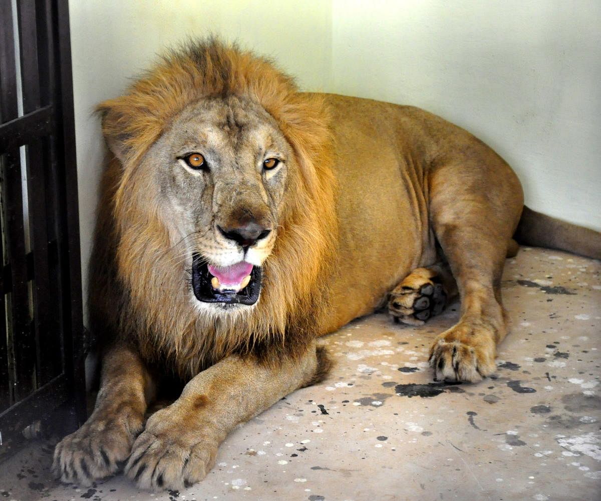 Hosapete lion-tiger safari to open next month