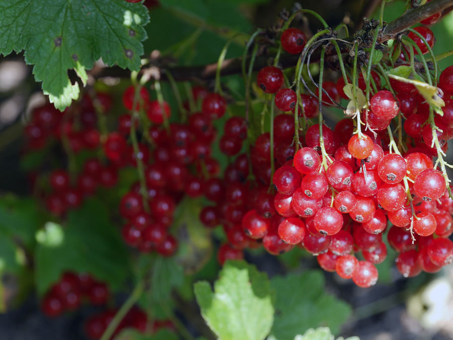 Health benefits of superfood cranberries