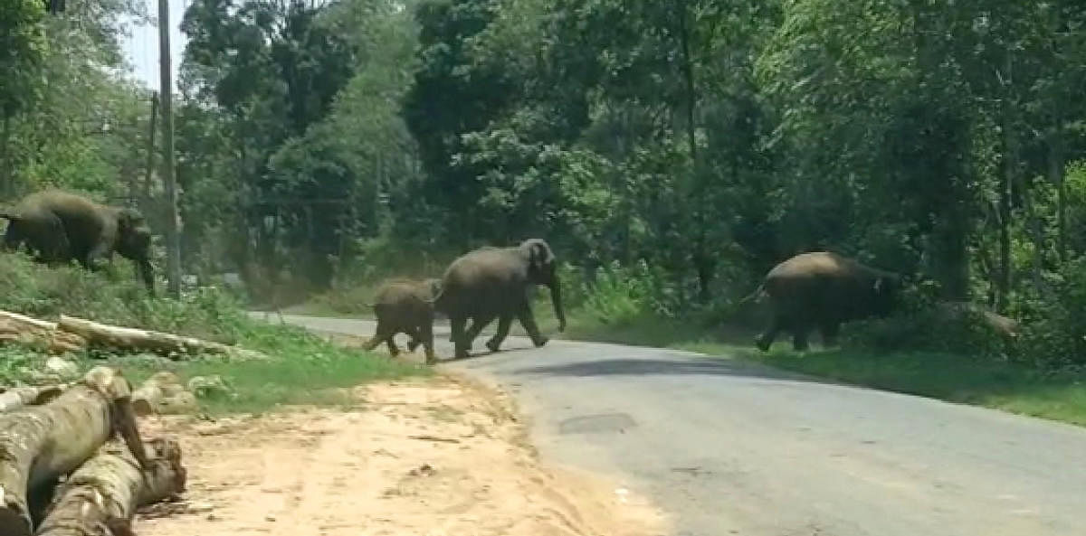 Wild elephants driven to Dubare Reserve Forest