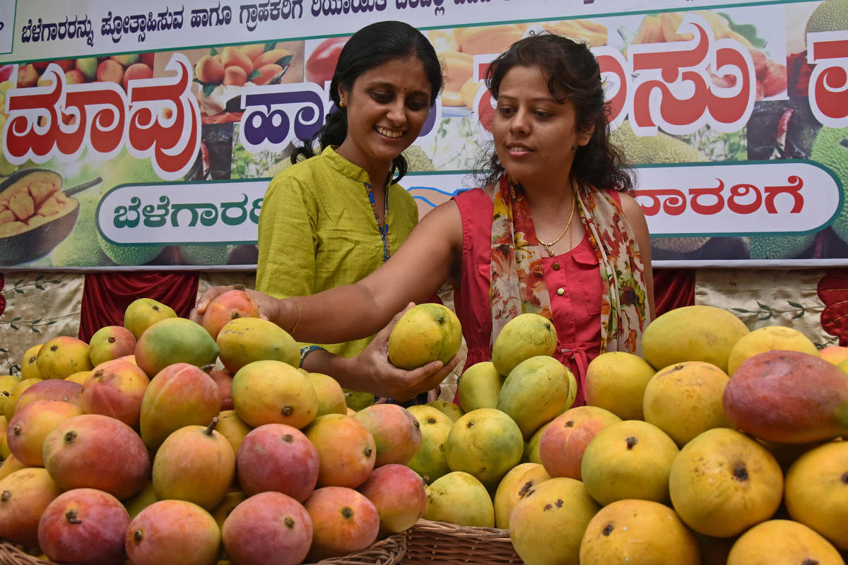 Mango, jackfruit fair from Friday