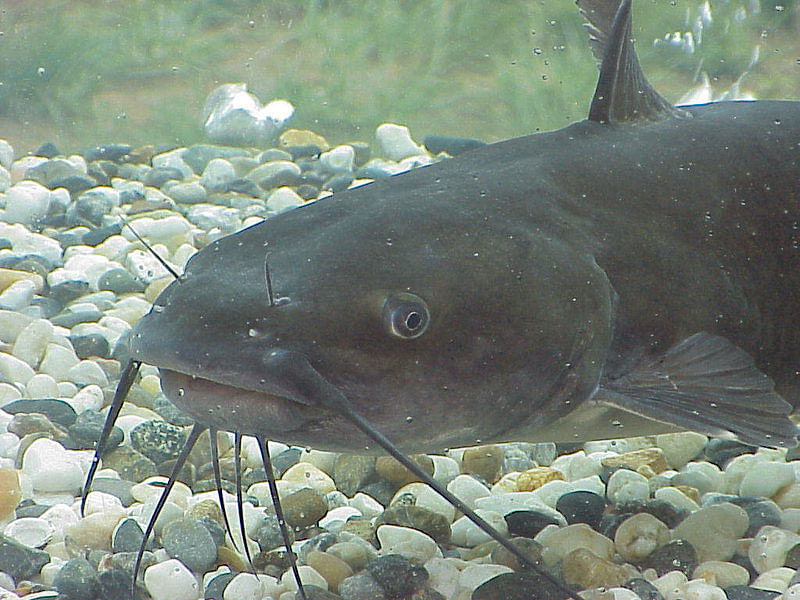 Catfish breeding: Tanks demolished