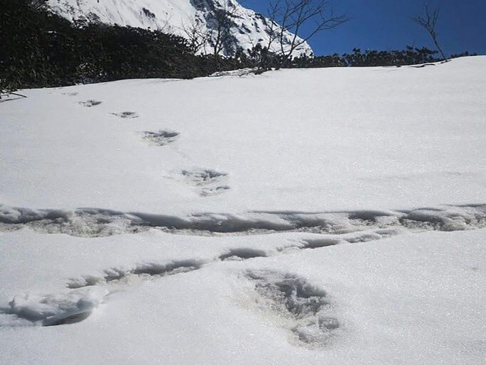 A member of team that spotted 'Yeti footprint' dies