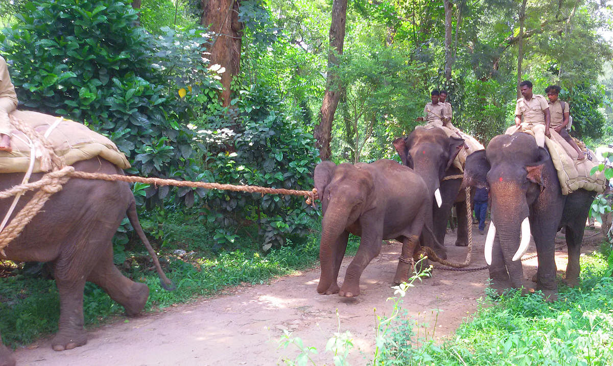Camp jumbos help capture rogue elephant at Siddapura