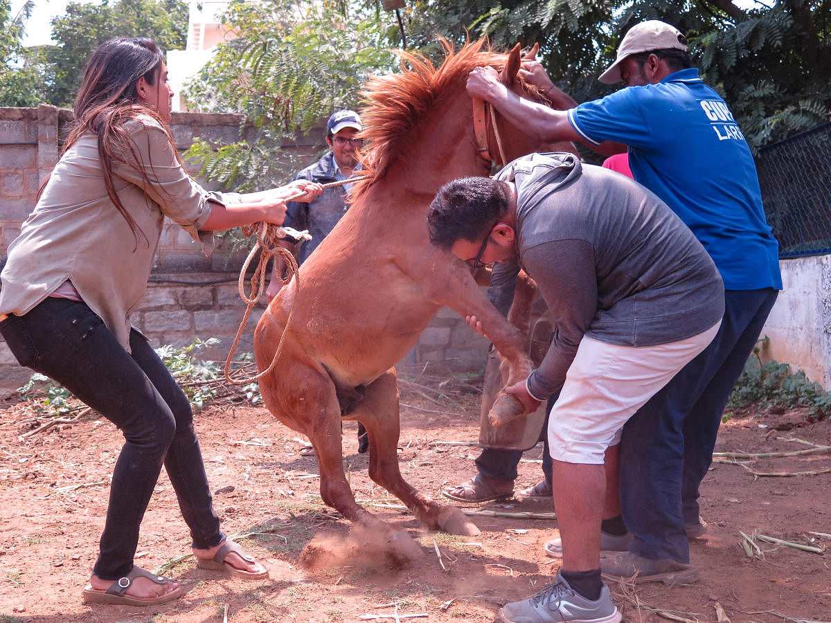 Galloping vehicles cripple Bengaluru’s ponies