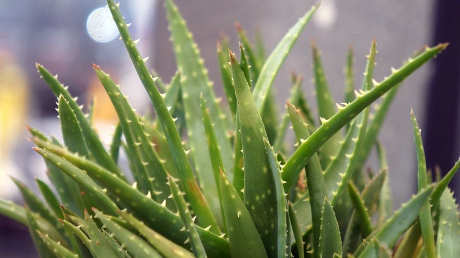 Wonder plant aloe vera helps weight loss, clearing acne