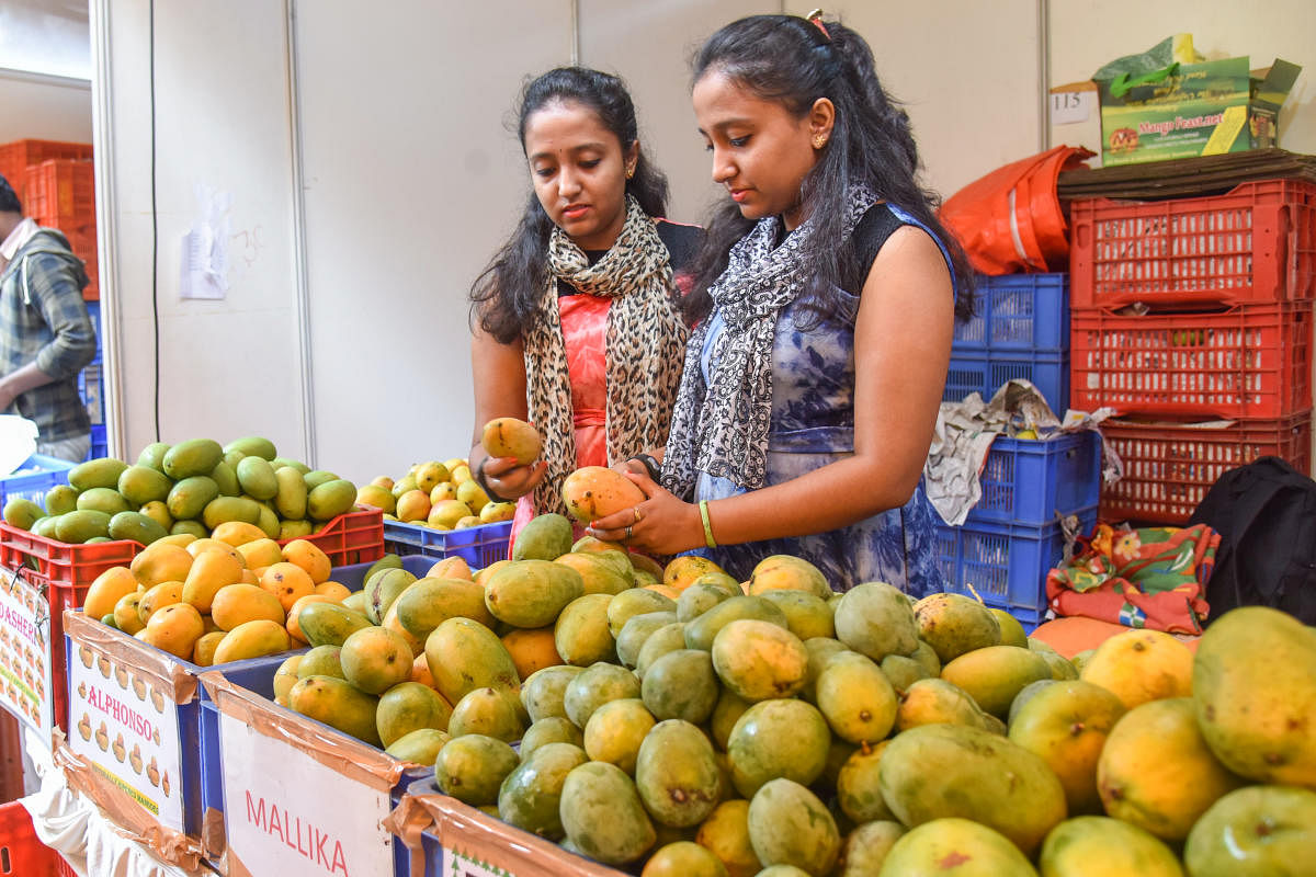 Mangoes safe, shows lab test