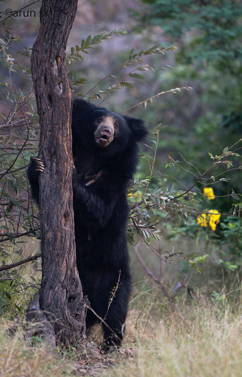 Gudekote Sloth Bear Sanctuary - Photos by Arun S K