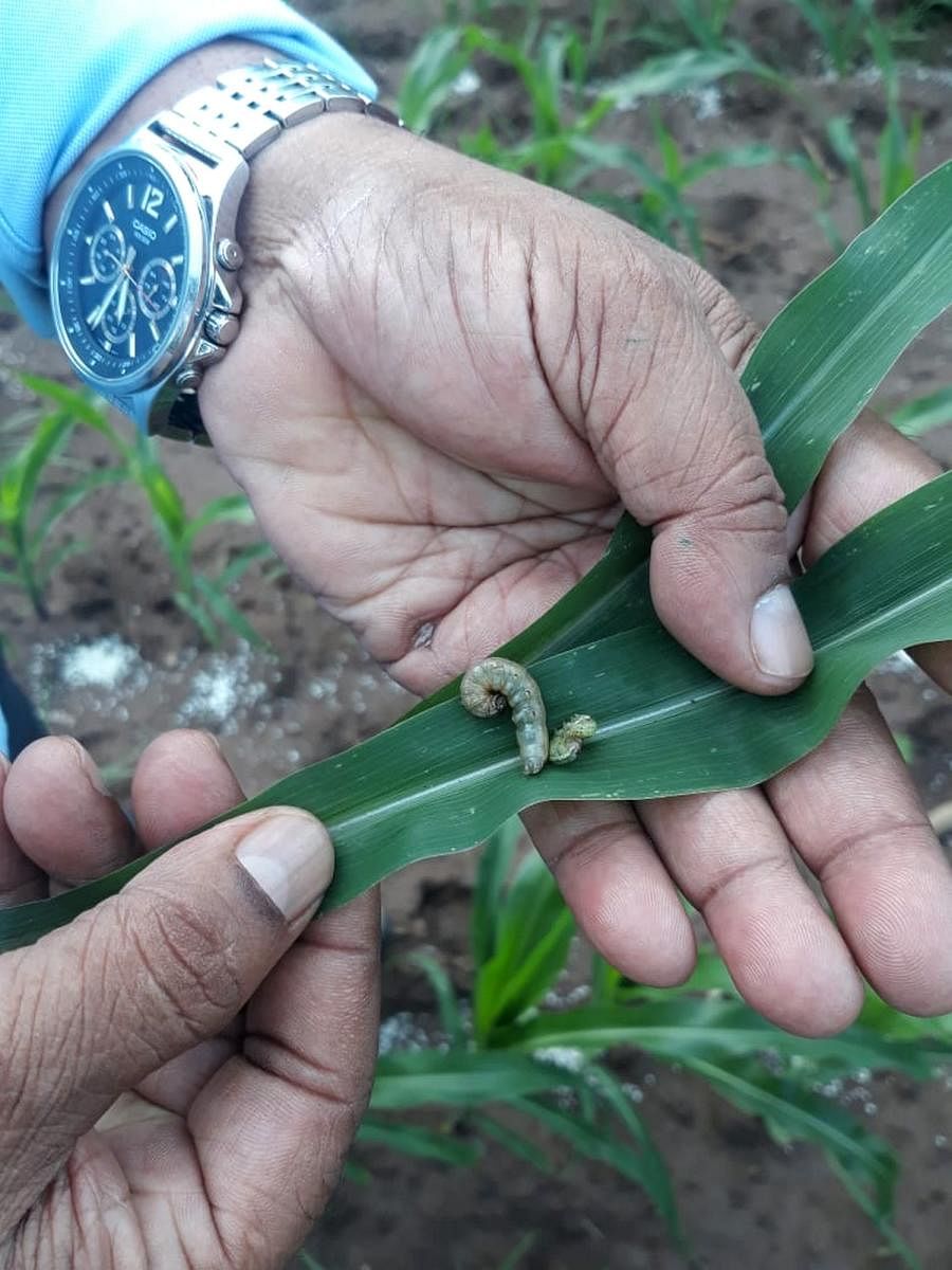 Armyworm infestation worries farmers