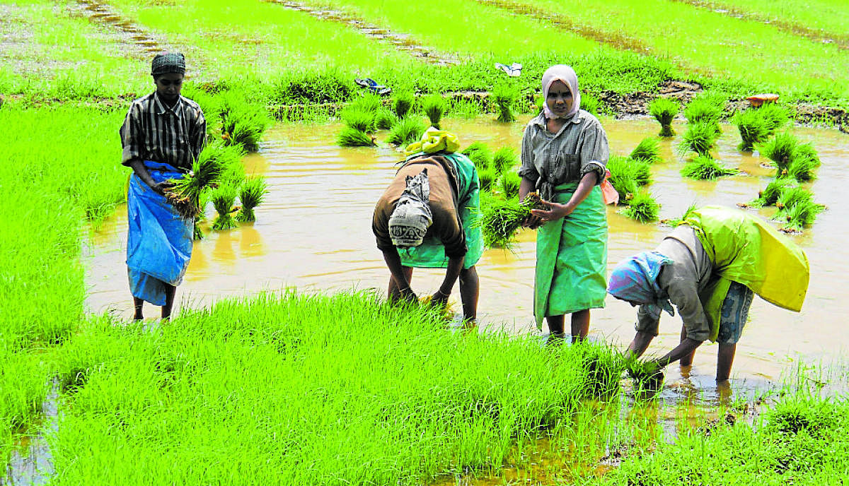Weak monsoon worries farmers