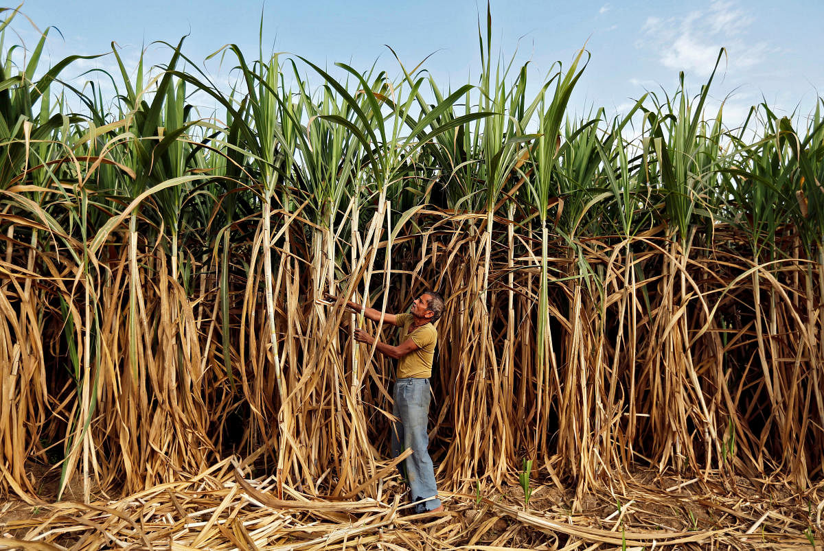 India's sugar output to fall on lower monsoon rains