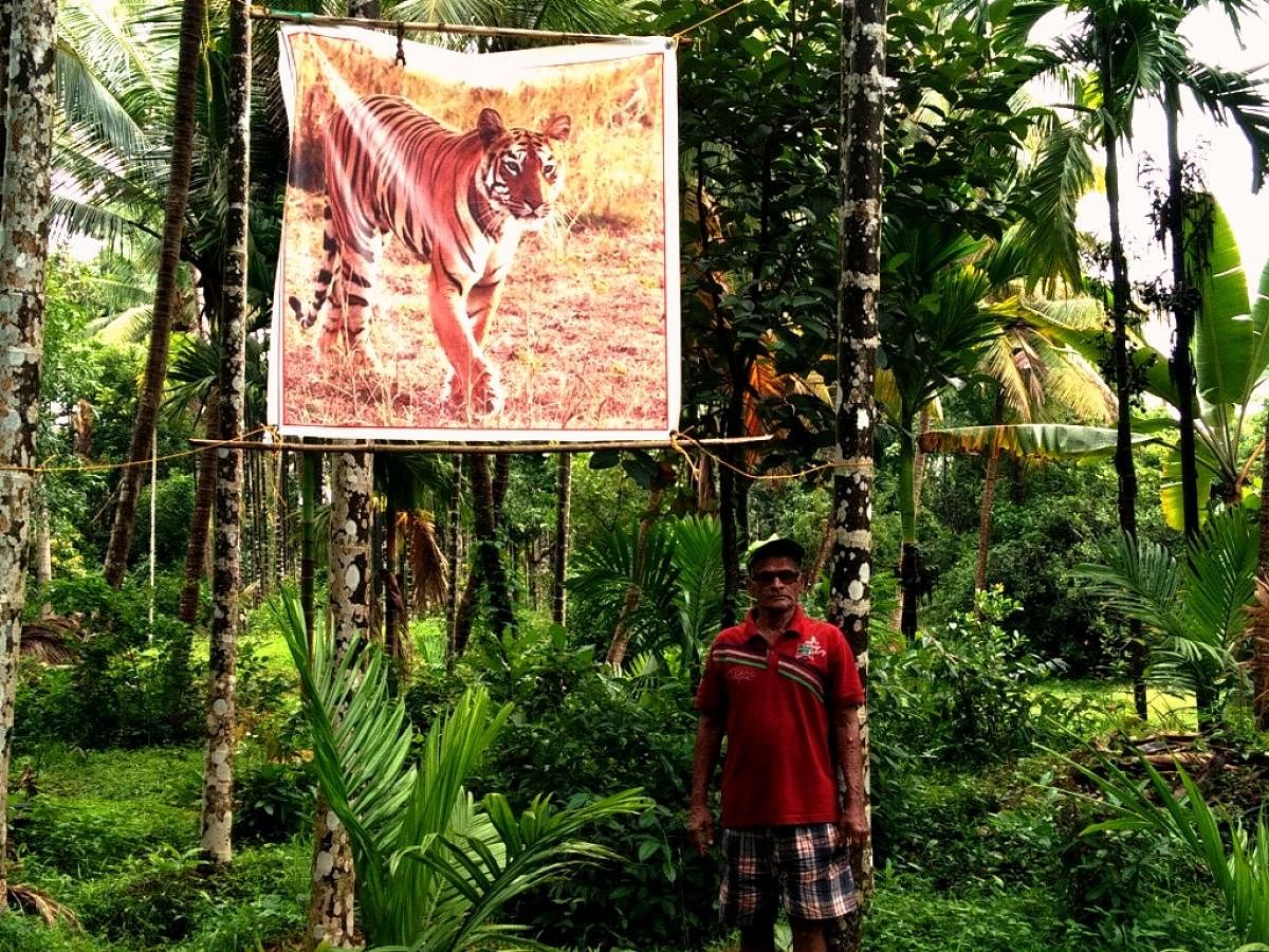 Farmer puts banner with tiger photo to scare monkeys