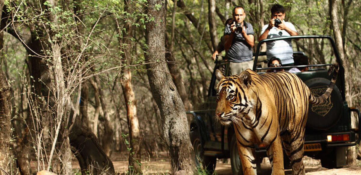 Tourism stresses out tigers in reserves: CCMB