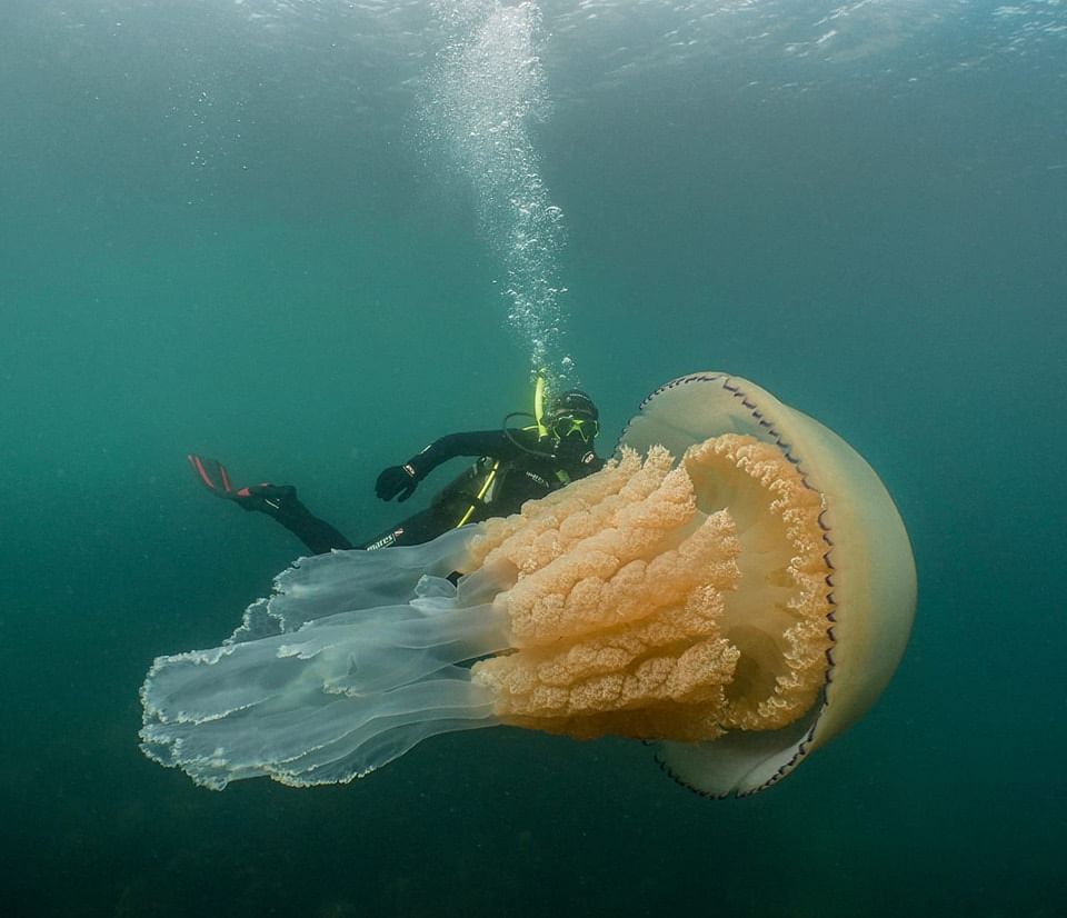 Diver sights human-sized jellyfish off Cornwall coast
