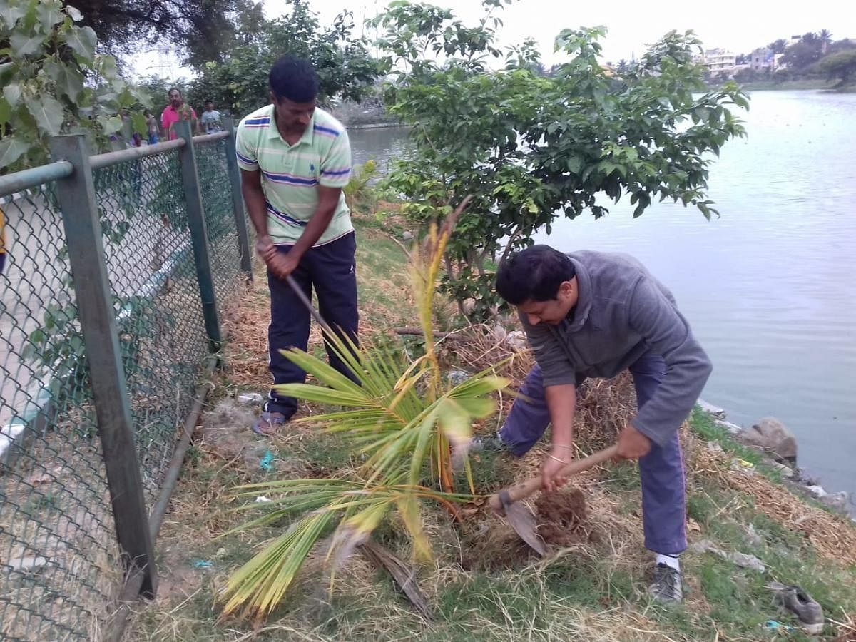 Residents tend to coconut saplings at lake