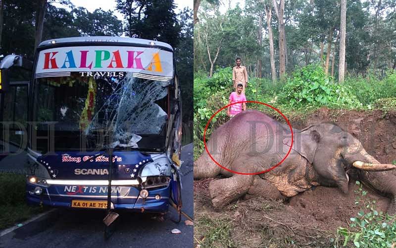 Bus mows down jumbo in Nagarhole forest
