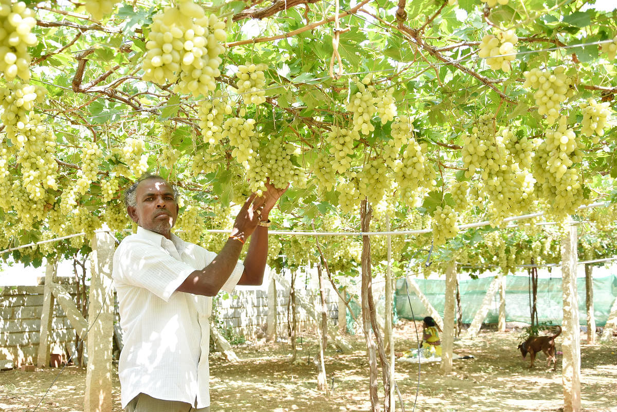 Cold wave makes grapes unfit for wine, dry fruits