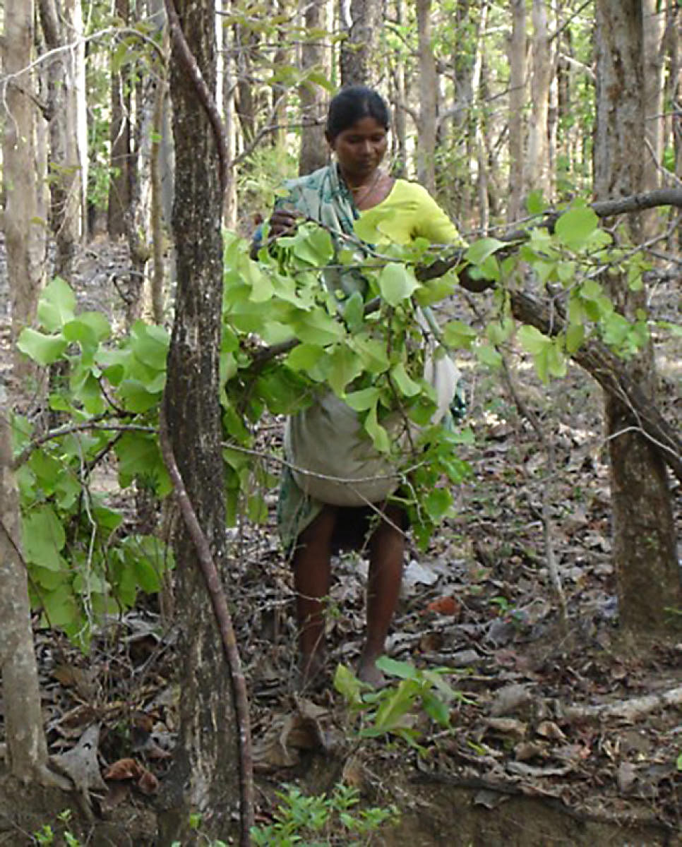 10-year ban on extraction of tendu leaves for beedis