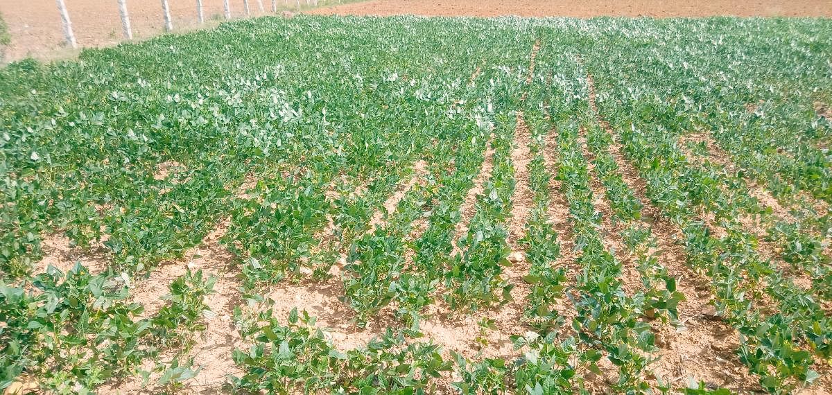 Deficit rain: Green gram, groundnut crops dry up