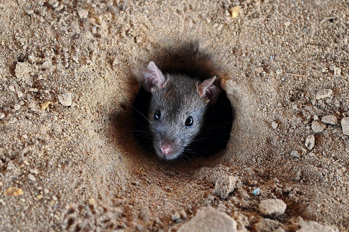 Rat fever alert issued for rain-ravaged districts